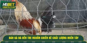 Bán gà đá Bến Tre