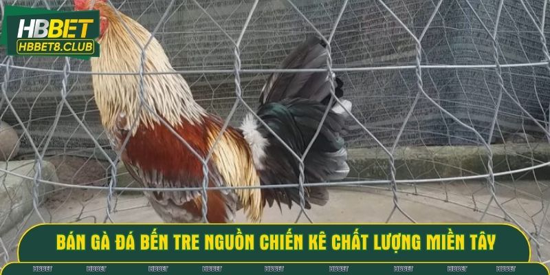Bán gà đá Bến Tre