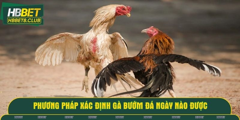 Phương pháp xác định gà bướm đá ngày nào được
