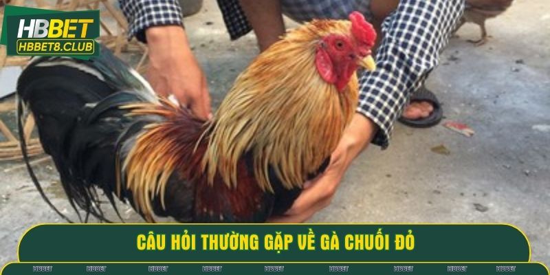 Câu hỏi thường gặp về gà chuối đỏ