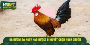 Gà bướm đá ngày nào được