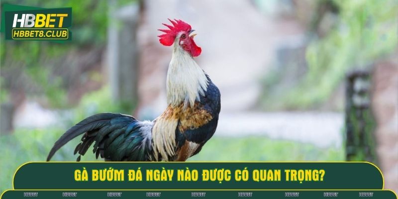 Gà bướm đá ngày nào được có quan trọng?