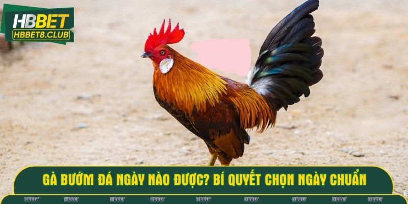 Gà bướm đá ngày nào được