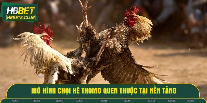 Mô hình chọi kê thomo quen thuộc tại nền tảng