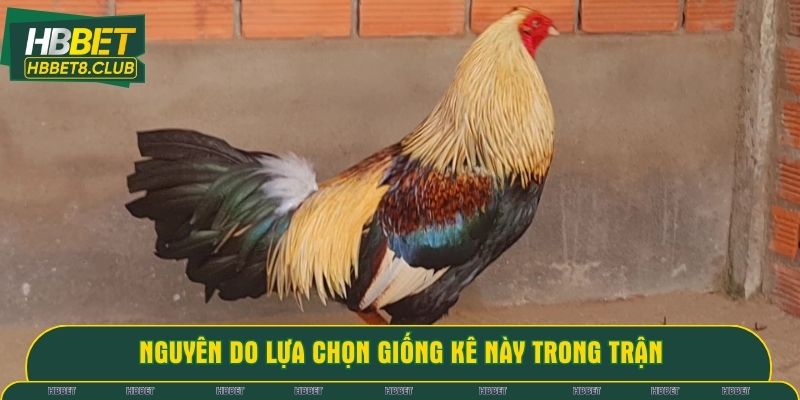 Nguyên do lựa chọn giống kê này trong trận