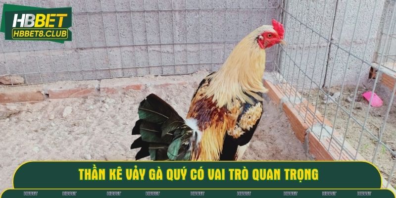 Thần kê vảy gà quý có vai trò quan trọng