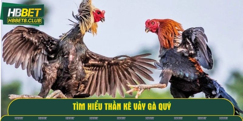 Tìm hiểu thần kê vảy gà quý