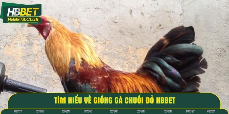 Tìm hiểu về giống gà chuối đỏ HBBET